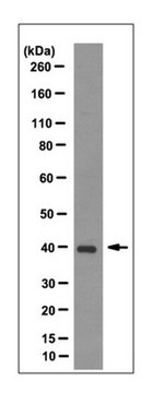 Anti-Lefty Antibody, clone 1G9.1 clone 1G9.1, from mouse