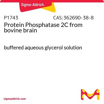 Protein Phosphatase 2C from bovine brain buffered aqueous glycerol solution