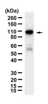 Anti-Gephyrin Antibody, clone 1D12 ZooMAb&#174; Rabbit Monoclonal recombinant, expressed in HEK 293 cells