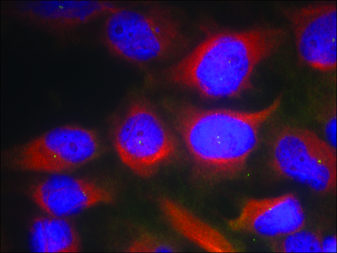 Anti-GRIN1 (Ab-897) antibody produced in rabbit affinity isolated antibody