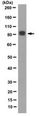 Anti-Periostin Antibody, clone 5B2.3 clone 5B2.3, from mouse