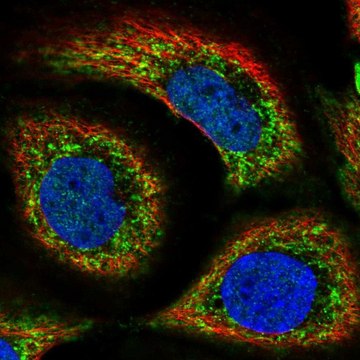 Anti-SLC44A1 antibody produced in rabbit Prestige Antibodies&#174; Powered by Atlas Antibodies, affinity isolated antibody