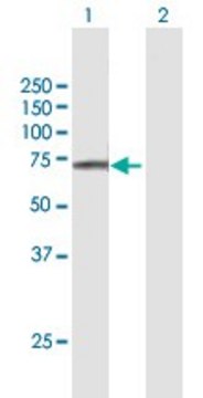 Anti-FAM111A antibody produced in mouse purified immunoglobulin, buffered aqueous solution