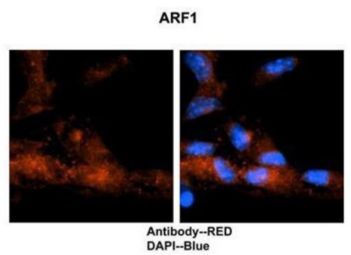 Anti-ARF1 antibody produced in rabbit affinity isolated antibody