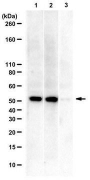 Anti-phospho-AKT1 Antibody, Thr479 from rabbit, purified by affinity chromatography