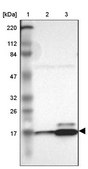 Anti-RPL27 antibody produced in rabbit Prestige Antibodies® Powered by Atlas Antibodies, affinity isolated antibody, buffered aqueous glycerol solution
