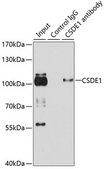Anti- CSDE1 antibody produced in rabbit