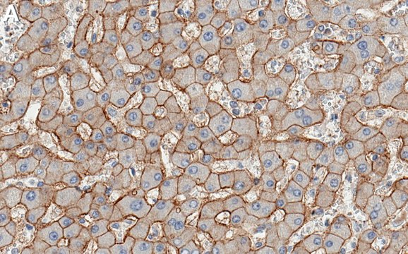 Anti-CD166/ALCAM Antibody, clone 1C2 ZooMAb&#174; Rabbit Monoclonal recombinant, expressed in HEK 293 cells