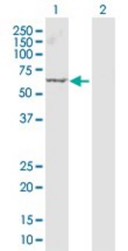 Anti-ARRB1 antibody produced in rabbit purified immunoglobulin, buffered aqueous solution