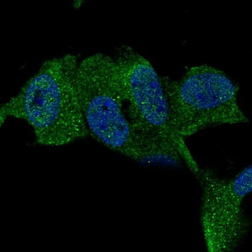 Anti-TTBK1 antibody produced in rabbit Prestige Antibodies&#174; Powered by Atlas Antibodies, affinity isolated antibody