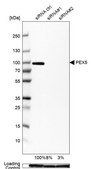 Anti-PEX5 antibody produced in rabbit Prestige Antibodies® Powered by Atlas Antibodies, affinity isolated antibody, buffered aqueous glycerol solution
