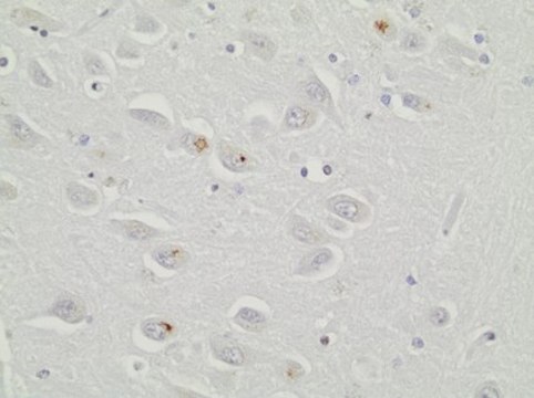 Anti-C9ORF72/C9RANT (poly-GR) Antibody, clone 5A2 clone 5A2, 1&#160;mg/mL, from rat