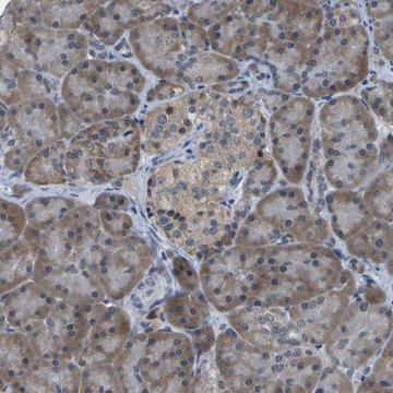 Anti-DSE antibody produced in rabbit Prestige Antibodies&#174; Powered by Atlas Antibodies, affinity isolated antibody, buffered aqueous glycerol solution