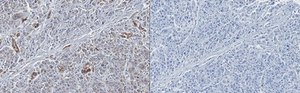 Anti-GOLM1 Antibody, clone 6A2 clone 6A2, from mouse