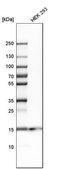 Anti-PMAIP1 antibody produced in rabbit Prestige Antibodies® Powered by Atlas Antibodies, affinity isolated antibody, buffered aqueous glycerol solution