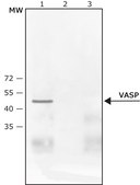 Anti-phospho-VASP [pThr278] antibody produced in rabbit ~0.1 mg/mL, affinity isolated antibody