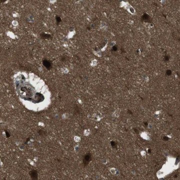 Anti-SLITRK5 antibody produced in rabbit Prestige Antibodies® Powered by Atlas Antibodies, affinity isolated antibody, buffered aqueous glycerol solution