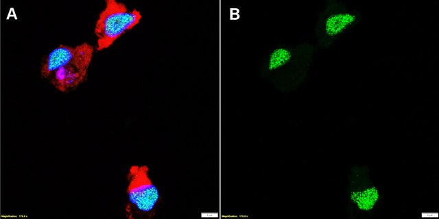 Anti-PU.1/Spi1 Antibody, clone 1B8 ZooMAb&#174; Rabbit Monoclonal recombinant, expressed in HEK 293 cells