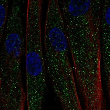 Anti-C1QTNF7 antibody produced in rabbit Prestige Antibodies&#174; Powered by Atlas Antibodies, affinity isolated antibody