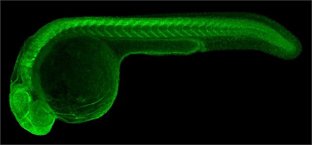 Anti-Gfap antibody produced in rabbit affinity isolated antibody