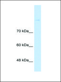 Anti-CDH8 antibody produced in rabbit affinity isolated antibody