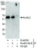 Rabbit anti-RuvBL2 Antibody, Affinity Purified Powered by Bethyl Laboratories, Inc.