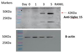 Anti-SIGLEC15 Antibody, clone 1B10 ZooMAb® Rabbit Monoclonal recombinant, expressed in HEK 293 cells