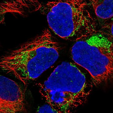 Anti-NDUFA1 antibody produced in rabbit Prestige Antibodies&#174; Powered by Atlas Antibodies, affinity isolated antibody