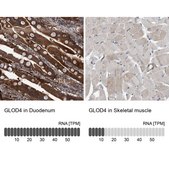 Anti-GLOD4 antibody produced in rabbit Prestige Antibodies® Powered by Atlas Antibodies, affinity isolated antibody, buffered aqueous glycerol solution, Ab2