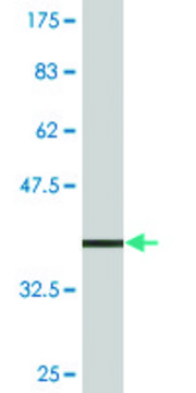 Monoclonal Anti-ATP4B antibody produced in mouse clone 1D10, purified immunoglobulin, buffered aqueous solution