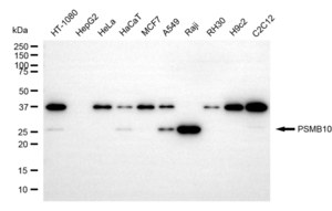 Anti PSMB10 Antibody, clone 23GB2170, Rabbit Monoclonal clone 23GB2170, recombinant rabbit monoclonal, expressed in HEK293 cells