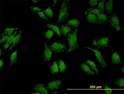 Monoclonal Anti-OCLN antibody produced in mouse clone 1G7, purified immunoglobulin, buffered aqueous solution