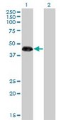 Monoclonal Anti-ZNF3, (N-terminal) antibody produced in mouse clone 1F7, purified immunoglobulin, buffered aqueous solution