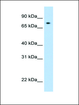 Anti-STAT1 (AB2) antibody produced in rabbit affinity isolated antibody