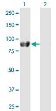 Anti-DVL2 antibody produced in mouse purified immunoglobulin, buffered aqueous solution