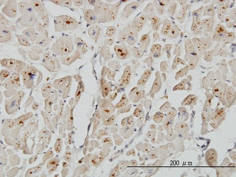 Monoclonal Anti-ASAH1 antibody produced in mouse clone 2C9, purified immunoglobulin, buffered aqueous solution