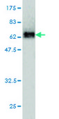 Monoclonal Anti-SERPINI1 antibody produced in mouse clone 1D10, purified immunoglobulin, buffered aqueous solution