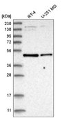 Anti-SLC2A2 antibody produced in rabbit Prestige Antibodies® Powered by Atlas Antibodies, affinity isolated antibody