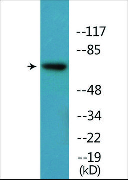 Anti-phospho-Rabphilin 3A (pSer237) antibody produced in rabbit affinity isolated antibody