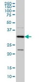 Monoclonal Anti-CRSP8 antibody produced in mouse clone 8B8, purified immunoglobulin, buffered aqueous solution