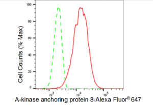 KD-Validated Anti A-kinase anchoring protein 8 Antibody, clone 23GB2970, Rabbit Monoclonal clone 23GB2970, recombinant rabbit monoclonal, expressed in HEK293 cells