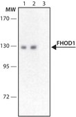 Anti-FHOD1 antibody produced in rabbit ~1.0 mg/mL, affinity isolated antibody