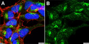 Anti-SMDT1 Antibody, clone 2F16 ZooMAb® Rabbit Monoclonal recombinant, expressed in HEK 293 cells