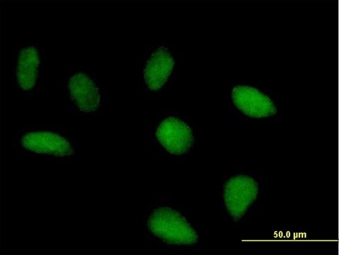 Anti-SRBD1 antibody produced in mouse purified immunoglobulin, buffered aqueous solution