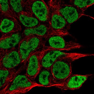 Anti-NPAS1 antibody produced in rabbit Prestige Antibodies&#174; Powered by Atlas Antibodies, affinity isolated antibody