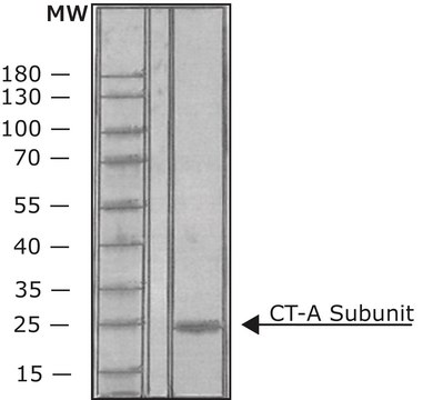 Cholera Toxin A Subunit from Vibrio cholerae lyophilized powder