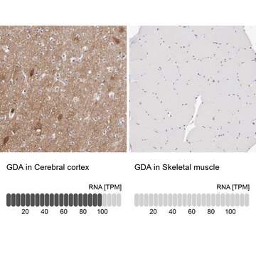 Anti-GDA antibody produced in rabbit Prestige Antibodies® Powered by Atlas Antibodies, affinity isolated antibody, buffered aqueous glycerol solution