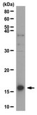 Anti-dimethyl Histone H3 (Arg2) Antibody from rabbit, purified by affinity chromatography