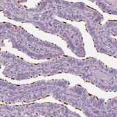 Anti-PACRG antibody produced in rabbit Prestige Antibodies® Powered by Atlas Antibodies, affinity isolated antibody