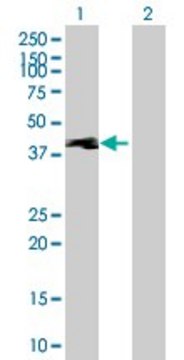 Anti-TEKT1 antibody produced in mouse purified immunoglobulin, buffered aqueous solution